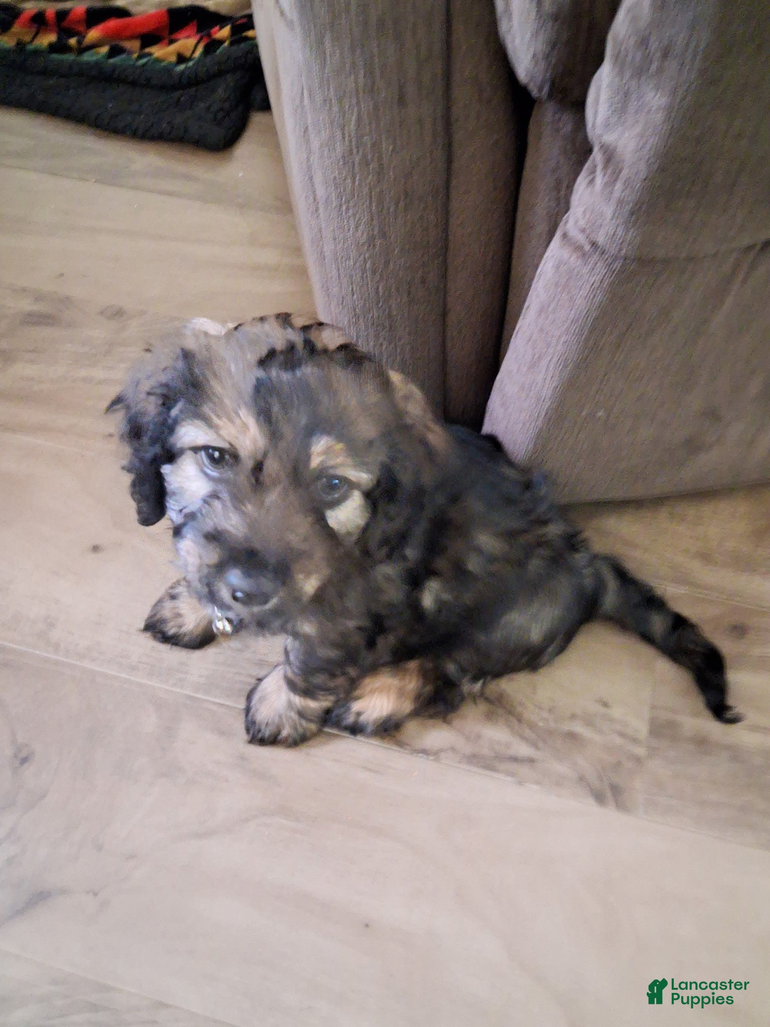 Mixed Breed dogs Mixed Breed Puppy 5 - Ad 37