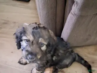 Mixed Breed dogs Mixed Breed Puppy 5 - Ad 37