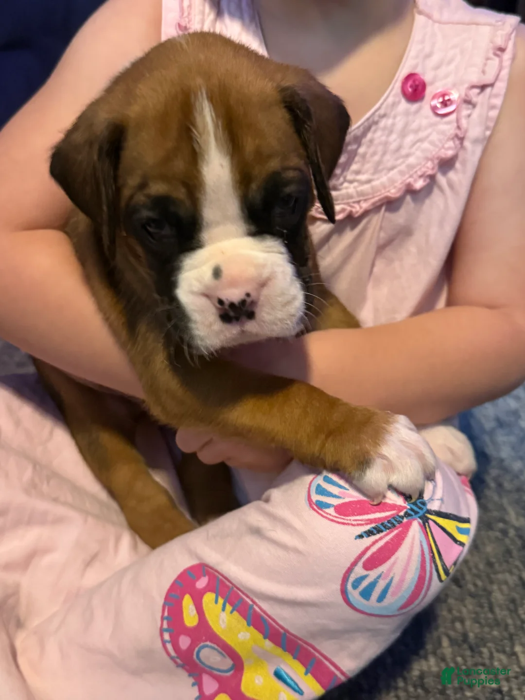 Boxer dogs for sale: Olaf - Ad 1