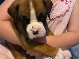 Boxer dogs Olaf - Ad 10