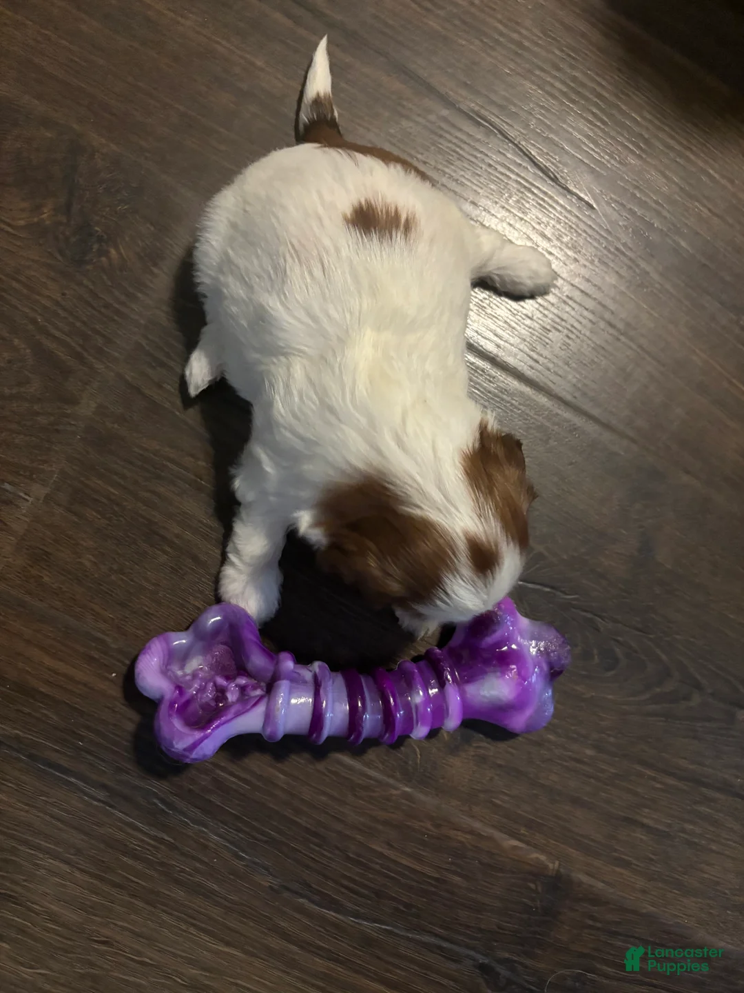 Shih Tzu dogs for sale: Luna - Ad 1