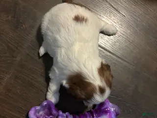 Shih Tzu dogs for sale: Luna - Ad 2