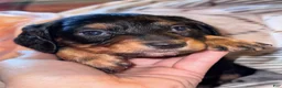Miniature Dachshund dogs for sale: Jesse - Ad 3
