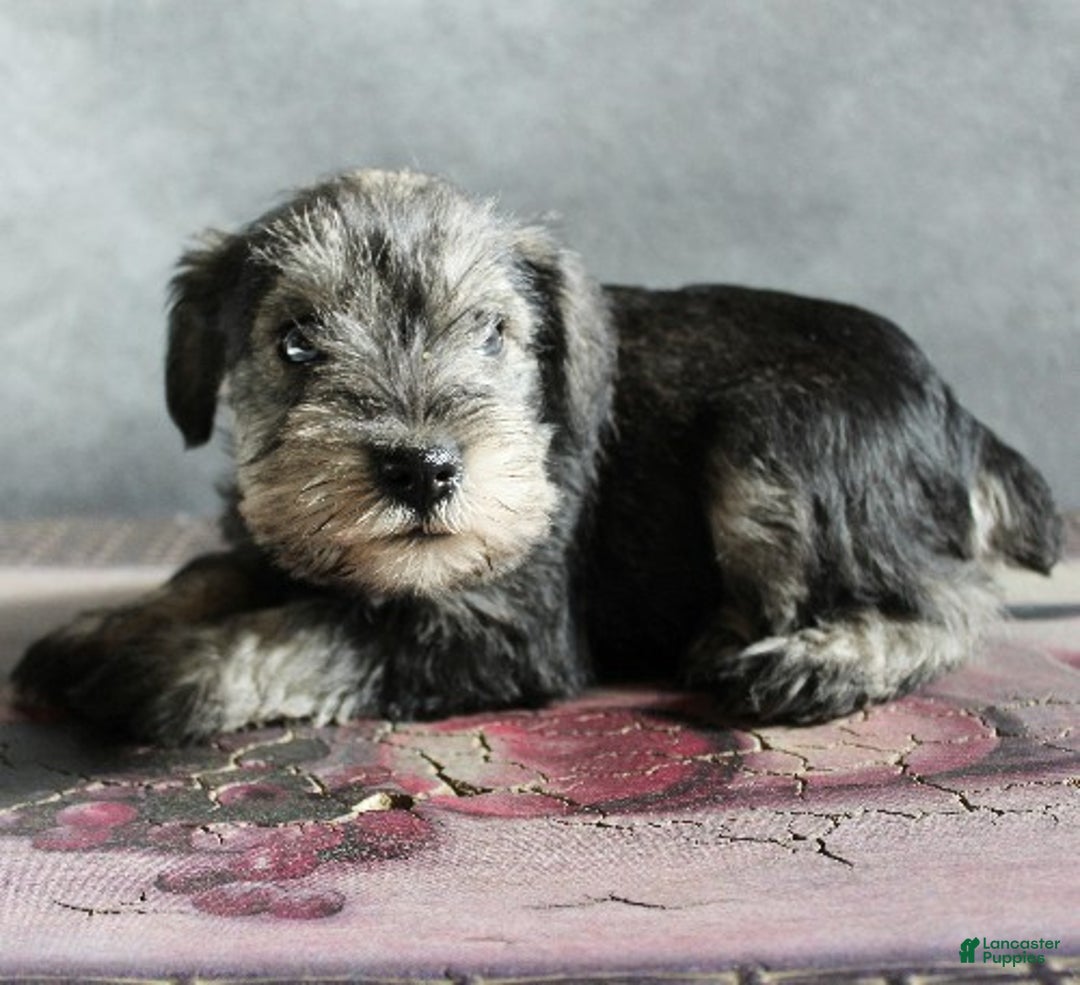 Miniature Schnauzer dogs for sale: Teddy - Ad 3