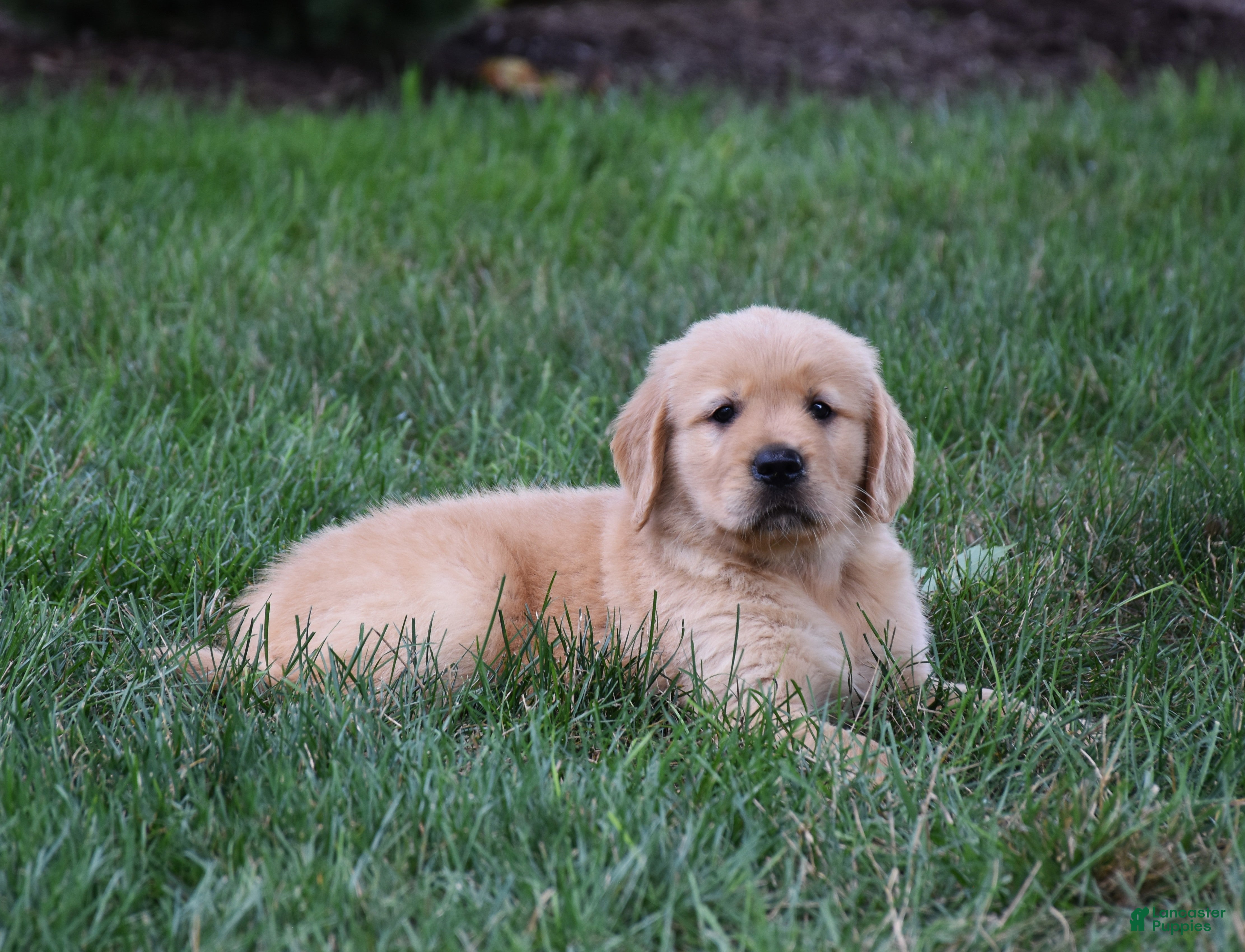 Golden Retriever dogs Oliver - Ad 2