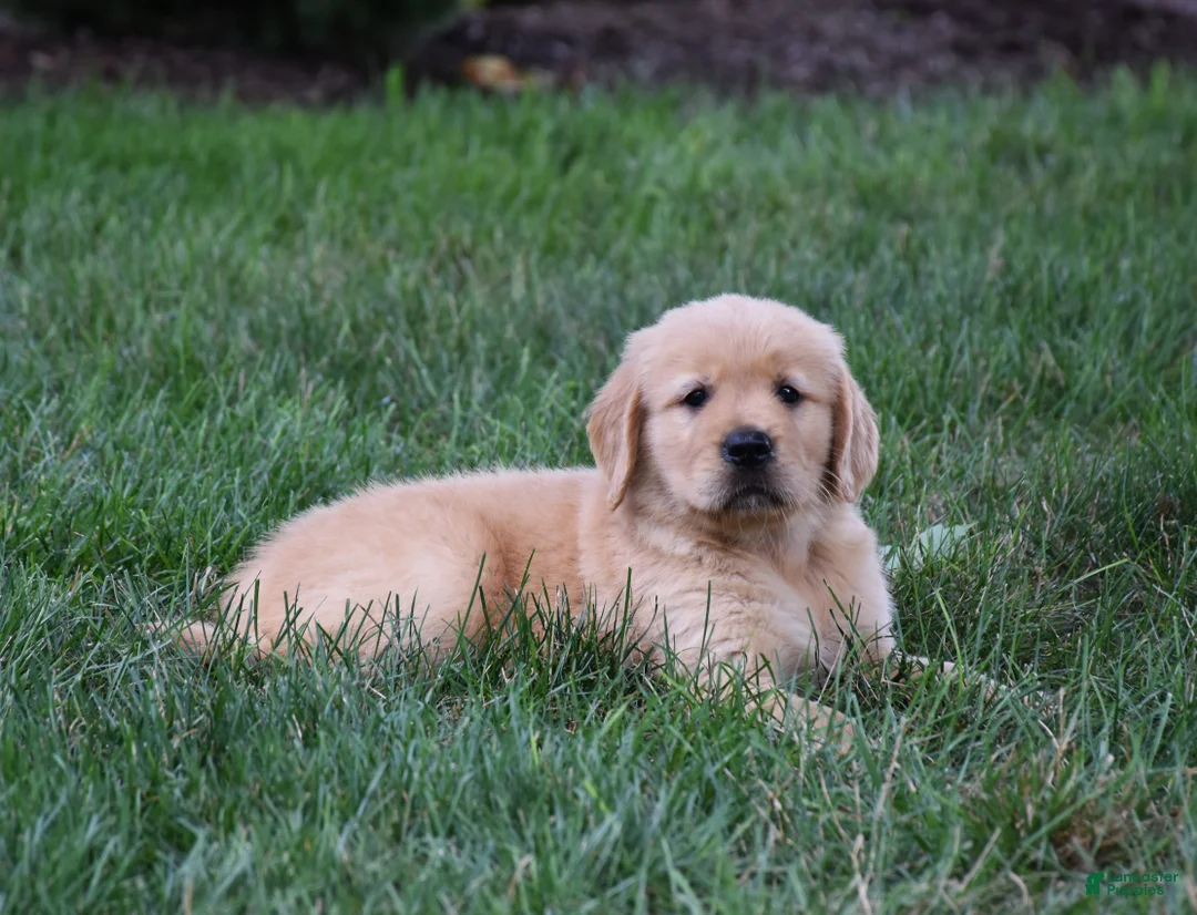Golden Retriever dogs for sale: Oliver - Ad 2