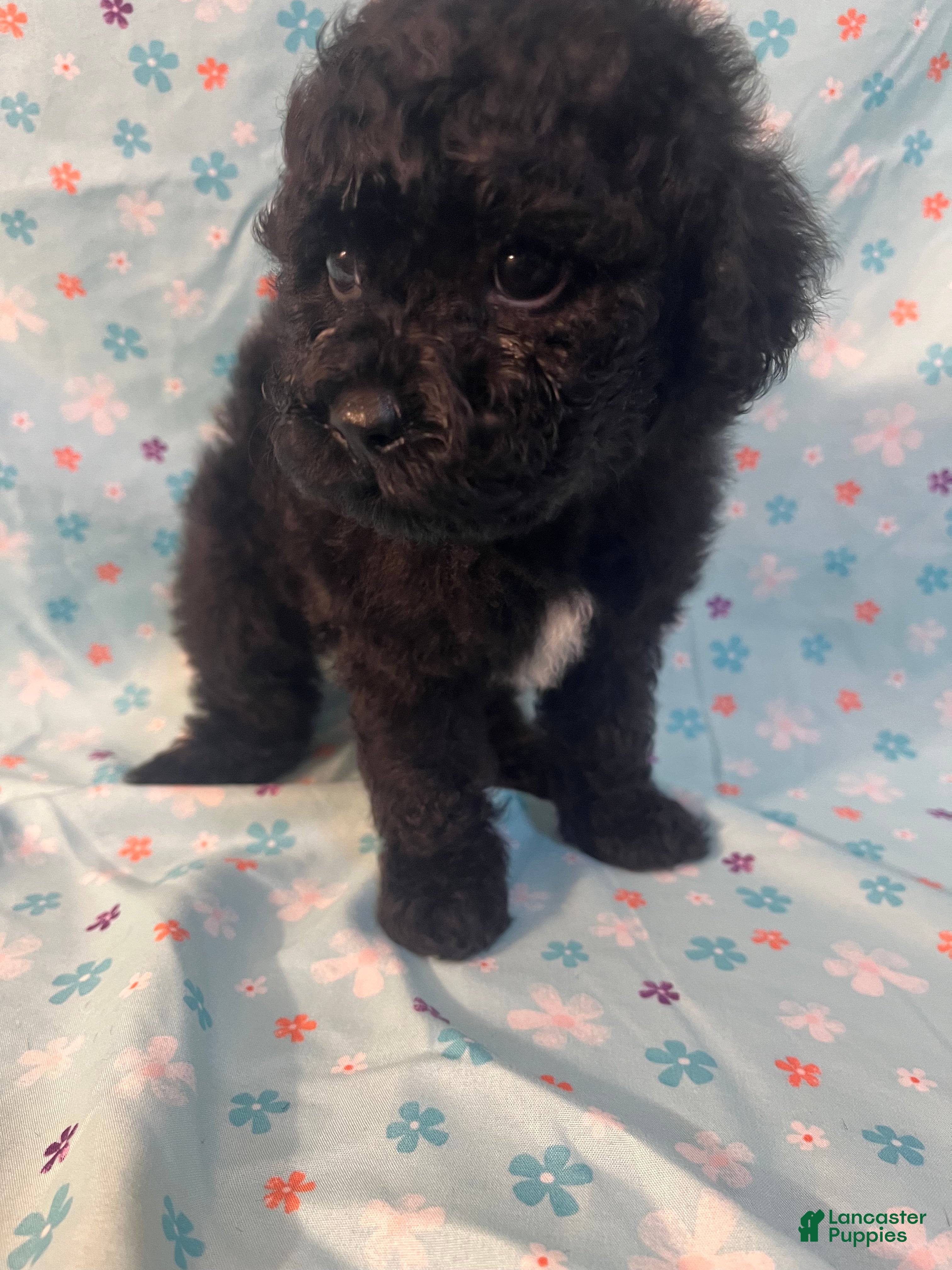 Miniature Poodle dogs Miniature Poodle 1 - Ad 1