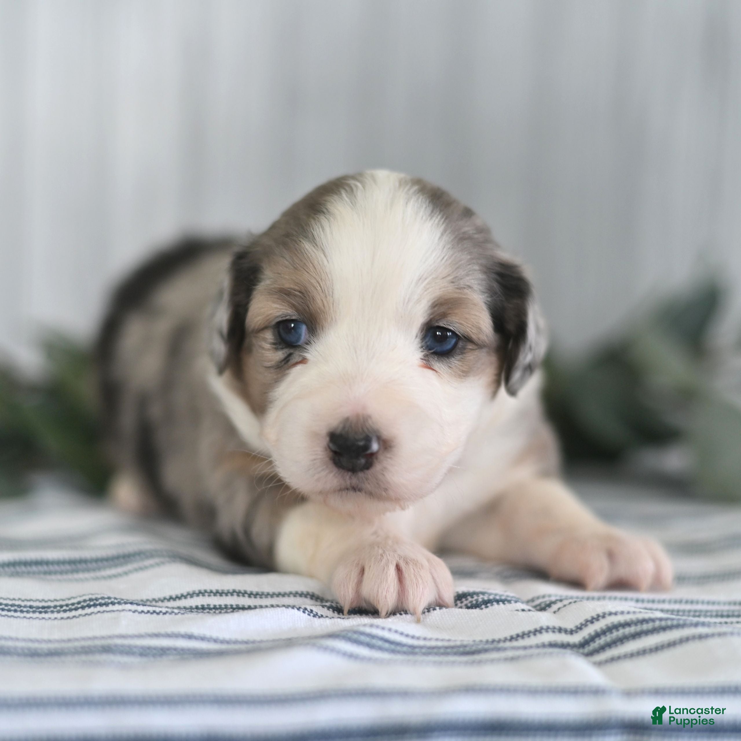 Miniature Australian Shepherd dogs Ginger  - Ad 2