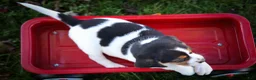 Beagle dogs for sale: Ollie Belle - Ad 20
