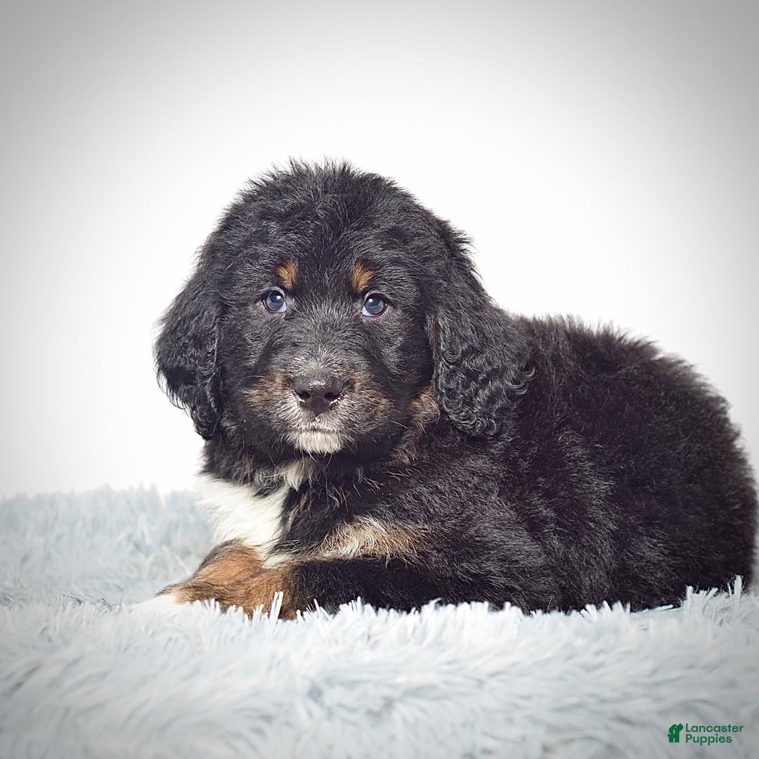 Bernedoodle dogs for sale:  Mr. Timmy - Ad 3