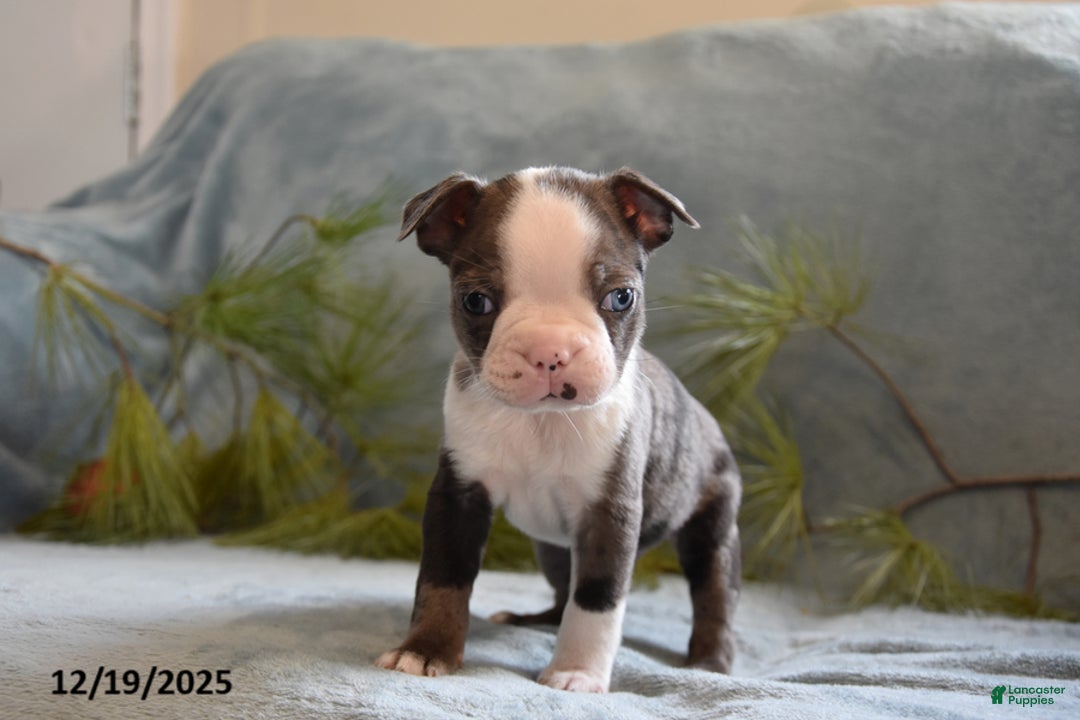 Boston Terrier dogs for sale: Tucker - Ad 2