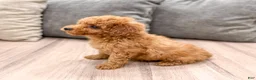 Miniature Poodle dogs for sale: Scarlett - Ad 6