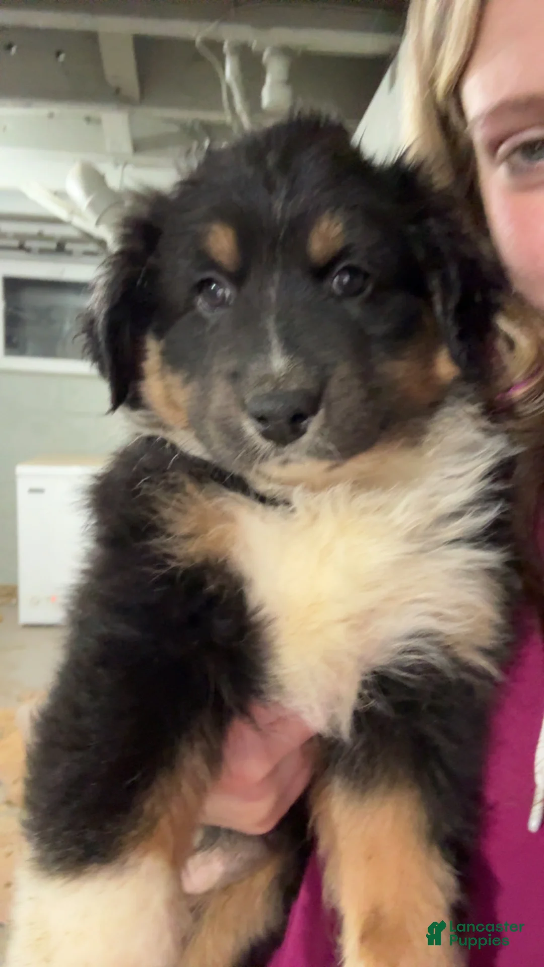 Australian Shepherd dogs for sale: Australian Shepherd Puppy 1 - Ad 1