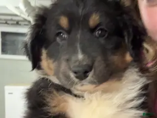 Australian Shepherd dogs Australian Shepherd Puppy 1 - Ad 33