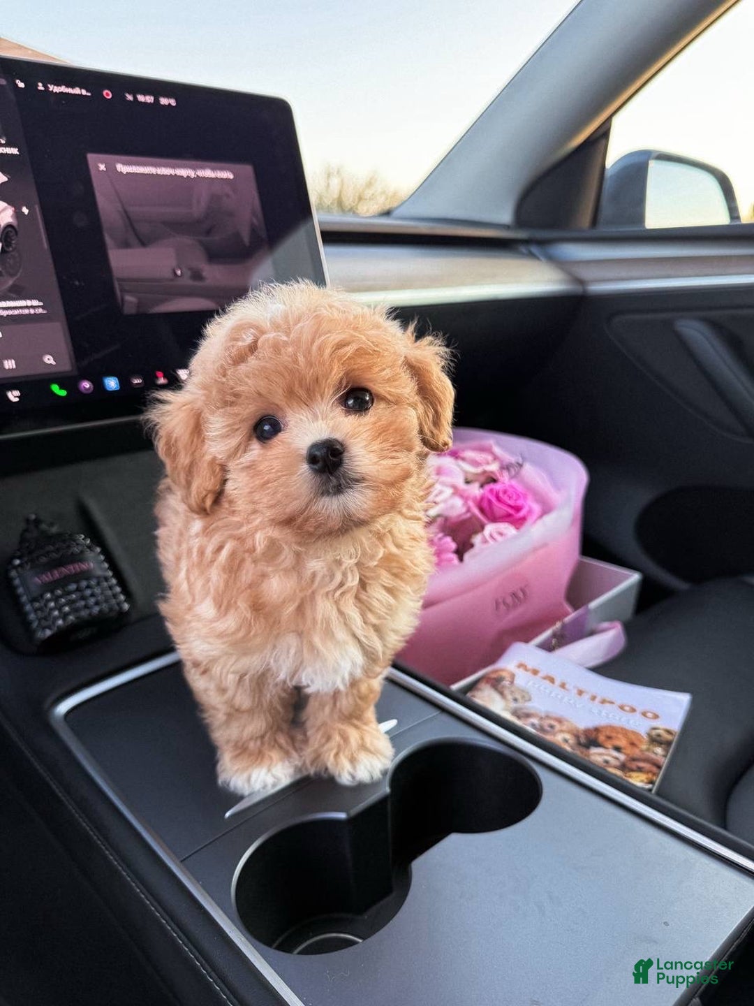 Maltipoo dogs for sale: Scott  - Ad 1