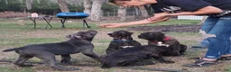Cane Corso dogs for sale: Cane Corso 2 - Ad 34