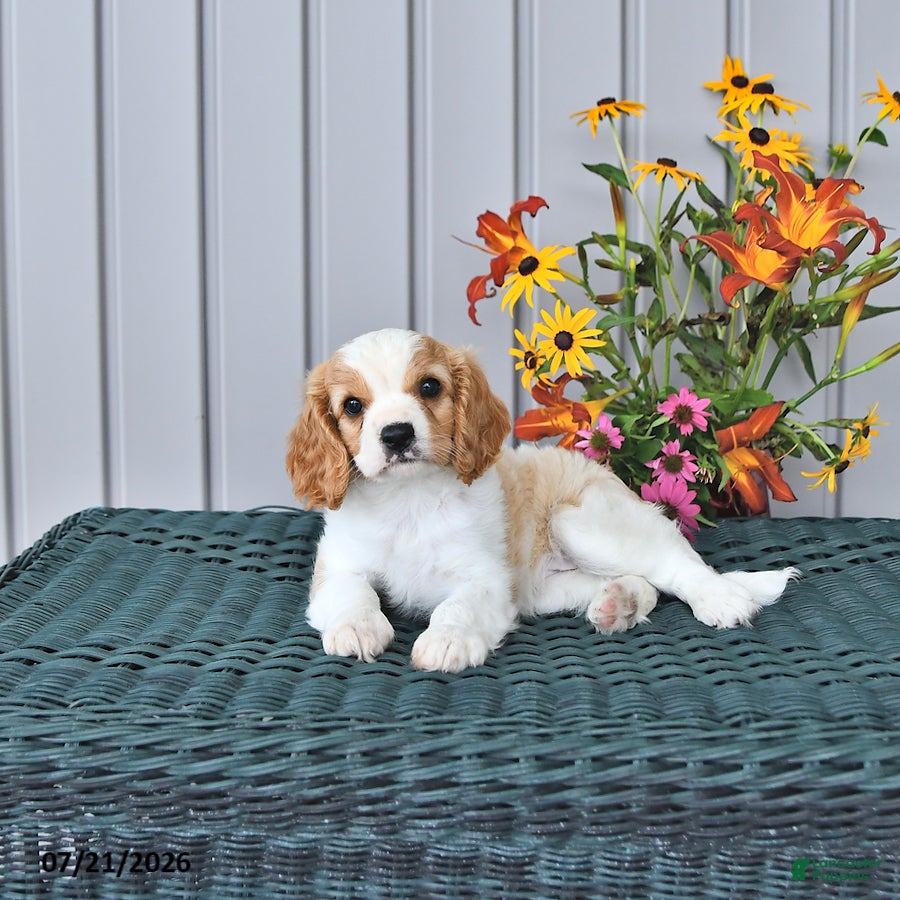 Cavapoo dogs Indie - Ad 2