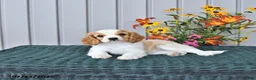 Cavapoo dogs for sale: Indie - Ad 2