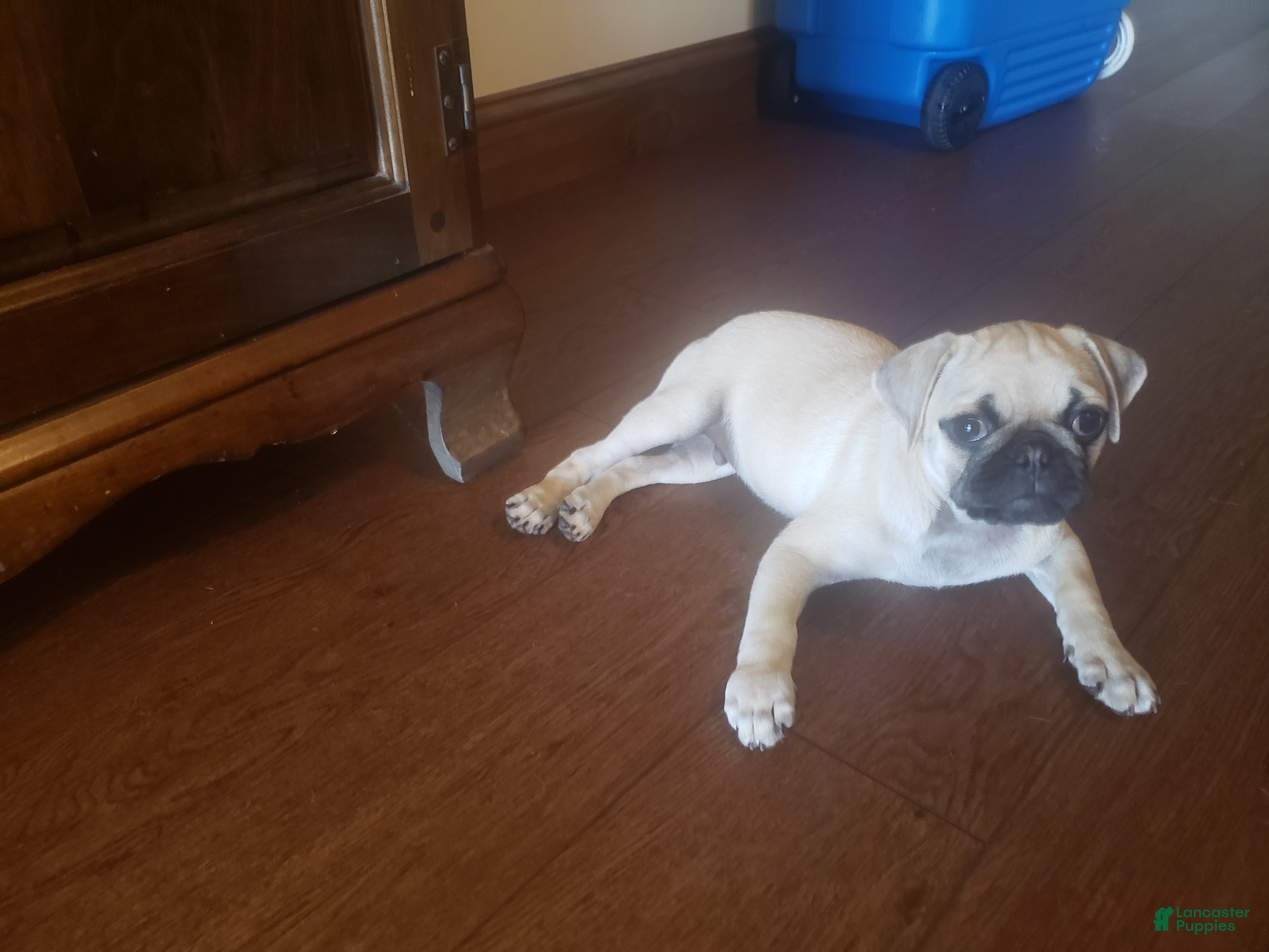 Pug dogs Clay - Ad 2
