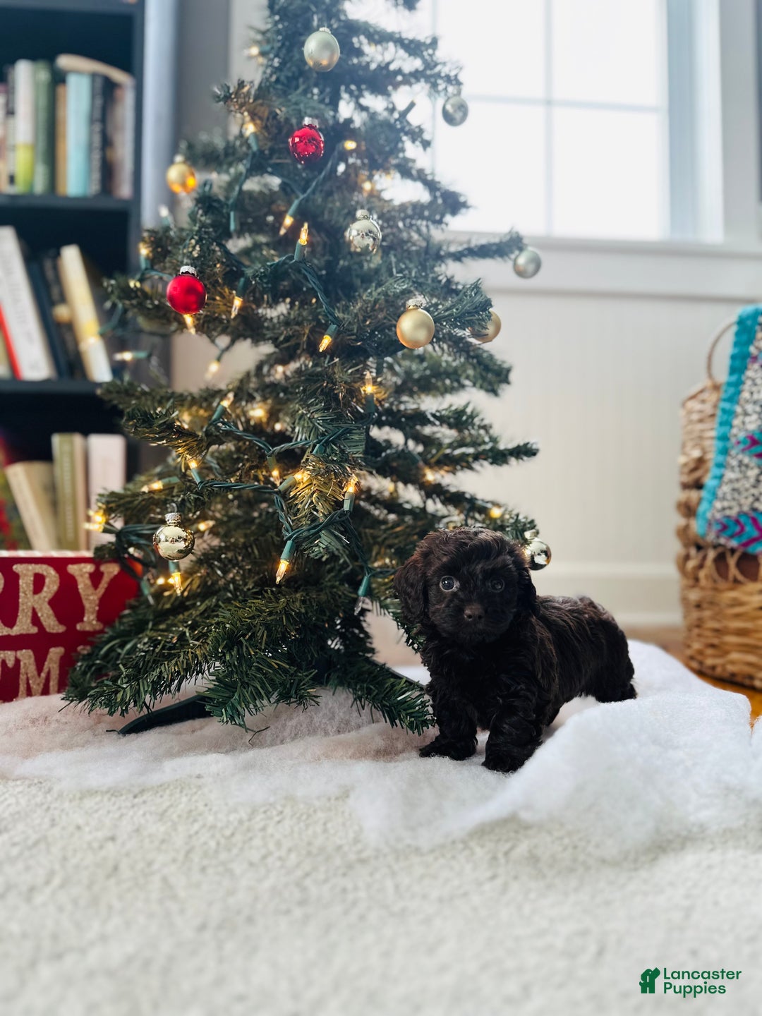 Mixed Breed dogs for sale: Crystal  - Ad 6