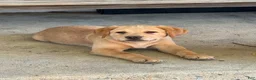 Labrador Retriever dogs for sale: Blossom- Purple collar - Ad 2