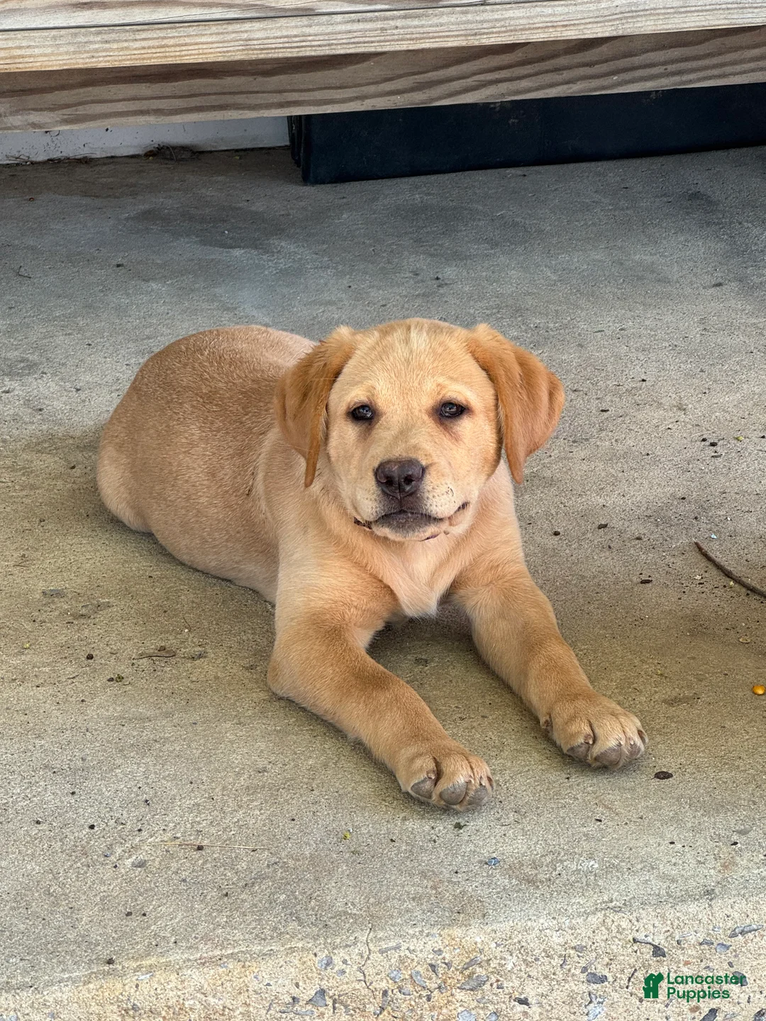 Labrador Retriever dogs for sale: Blossom- Purple collar - Ad 2