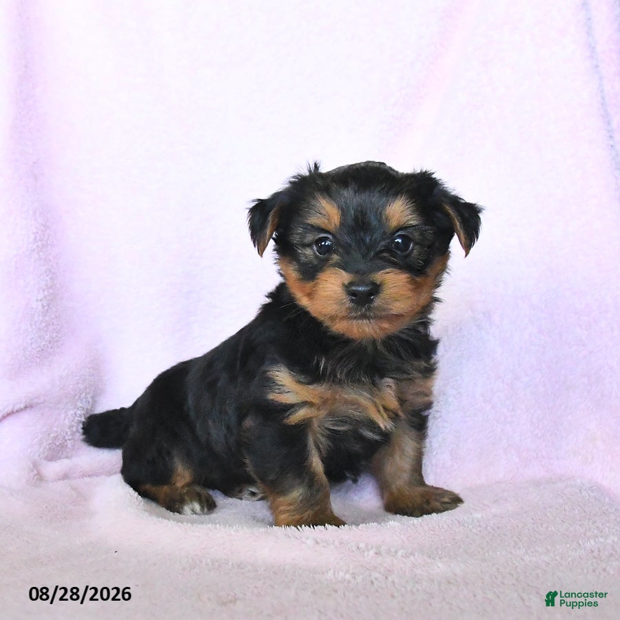Yorkshire Terrier dogs Harvest - Ad 1