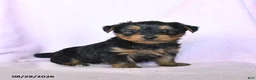 Yorkshire Terrier dogs for sale: Harvest - Ad 1
