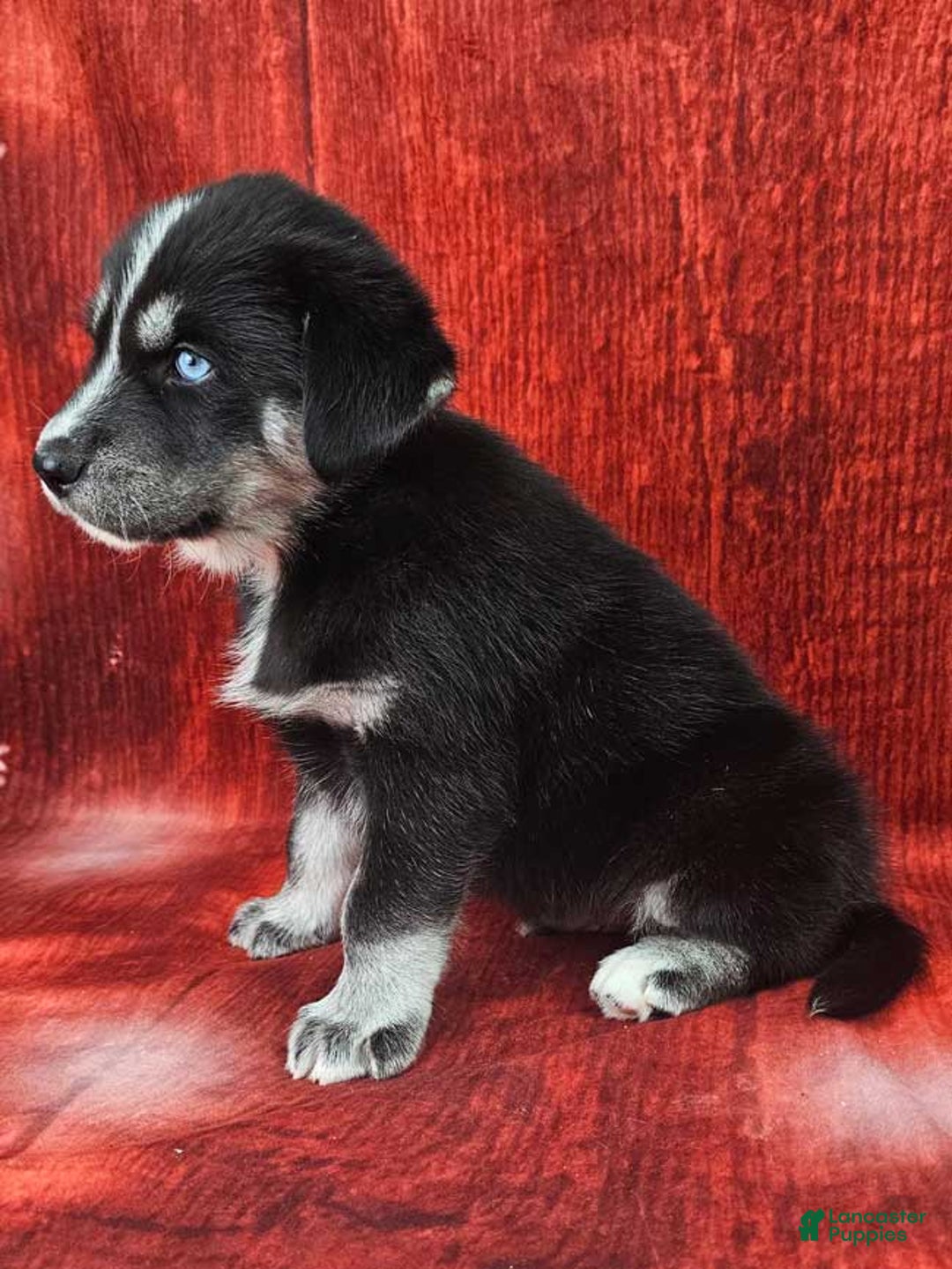 Goberian dogs for sale: Alfie - Ad 3