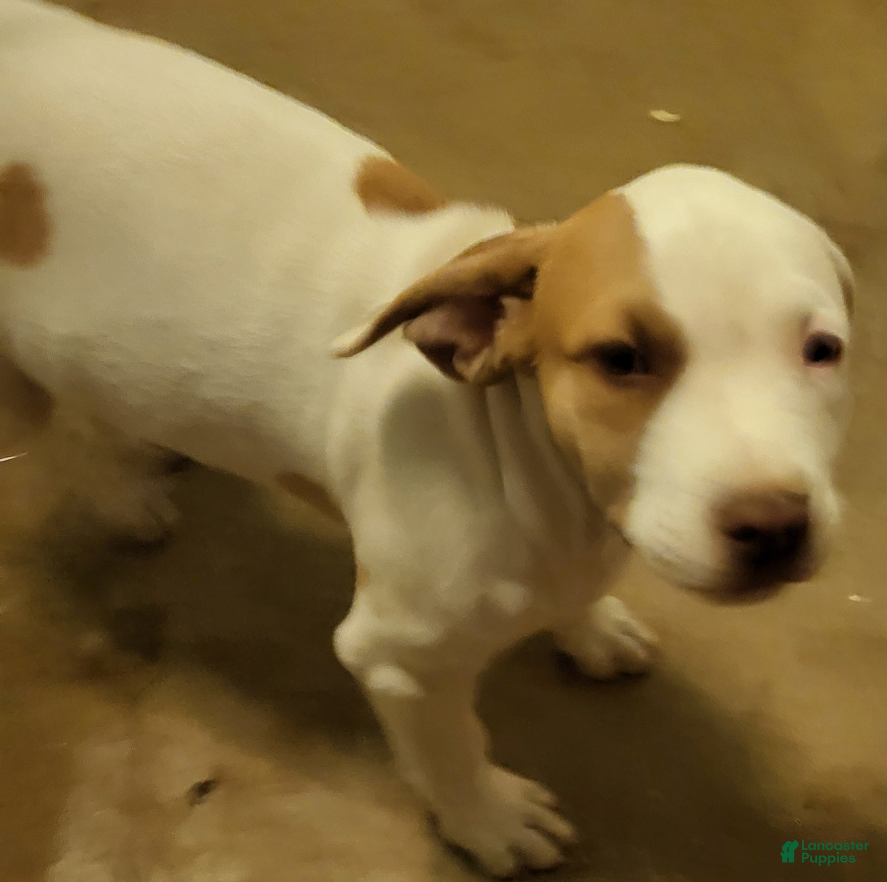 Mixed Breed dogs Charlie - Ad 35