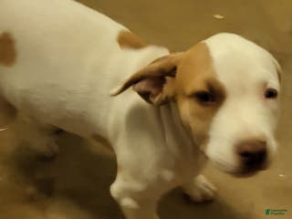 Mixed Breed dogs Charlie - Ad 35