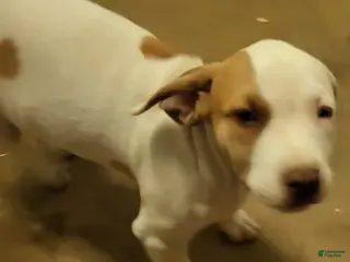 Mixed Breed dogs Charlie - Ad 8