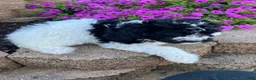 Cavapoo dogs for sale: Tiffany - Ad 3