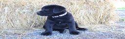 Labrador Retriever dogs for sale: White Collar - Ad 2