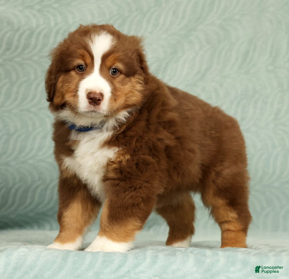 Australian Shepherd dogs for sale: Ranger - Ad 5