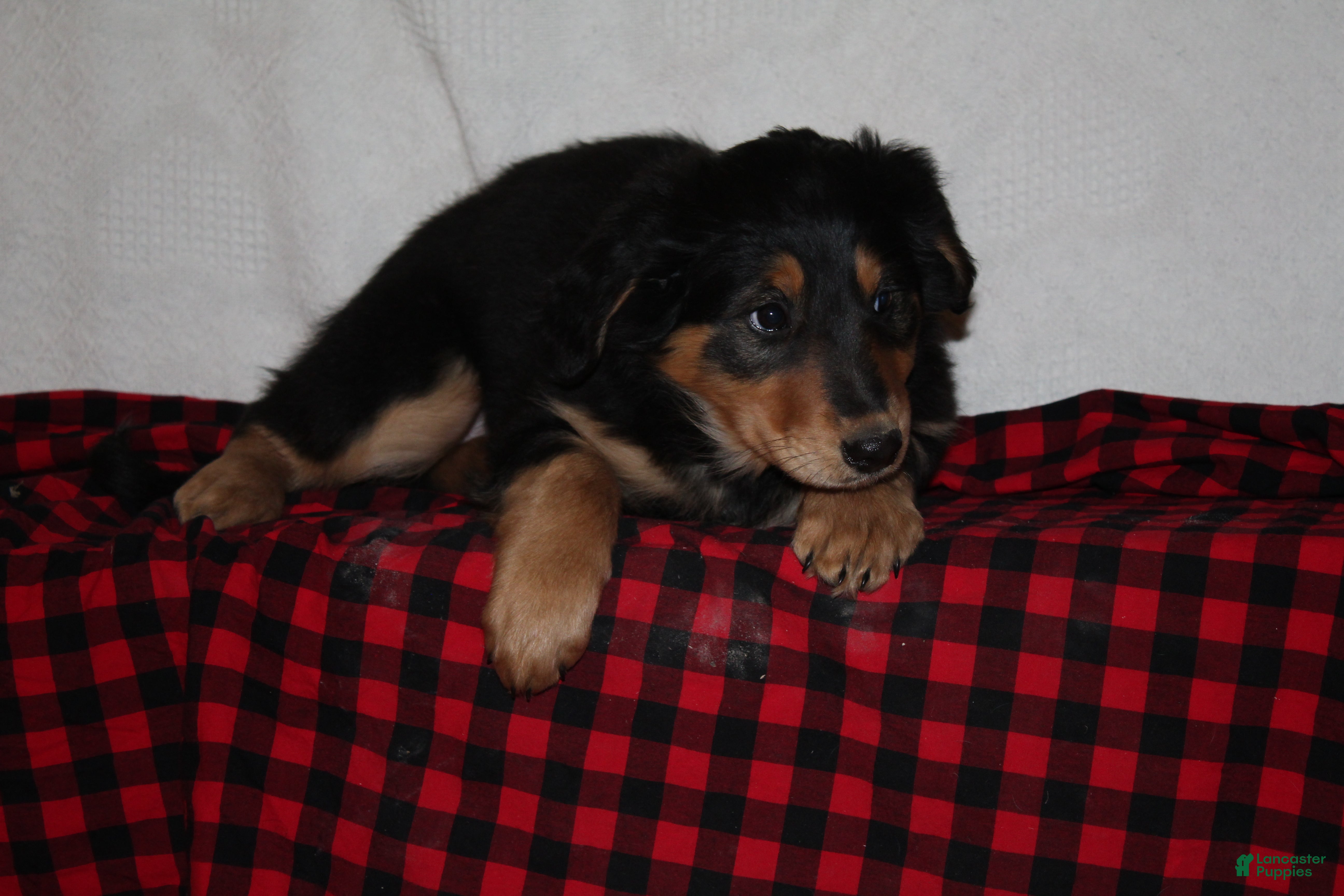 English Shepherd dogs Tony - Ad 4