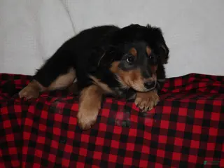 English Shepherd dogs Tony - Ad 4