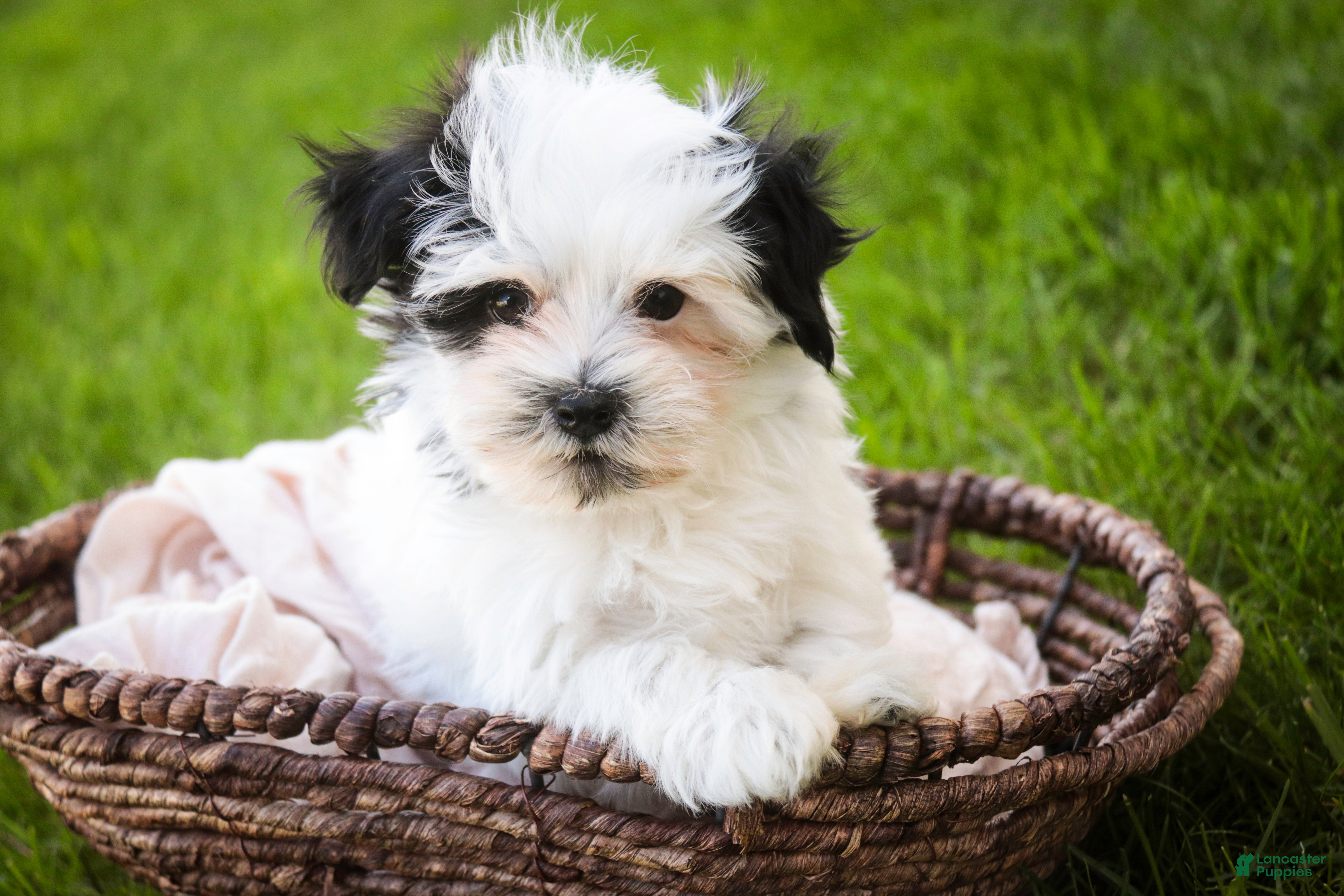 Havanese dogs for sale: Precious - Ad 4