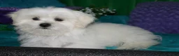 Shihpoo dogs for sale: Shiloh - Ad 4