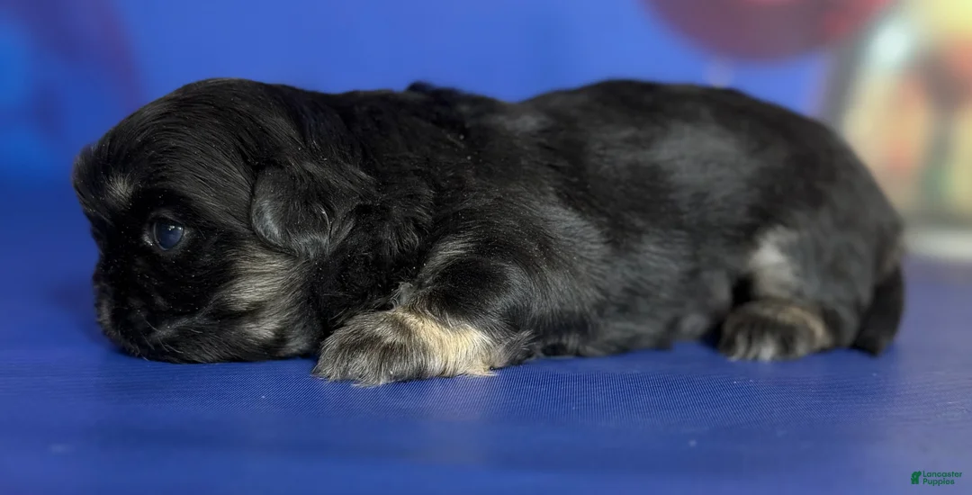 Pekingese dogs for sale: ACA dancer black and tan  - Ad 4