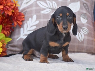 Miniature Dachshund dogs Fritz - Ad 8