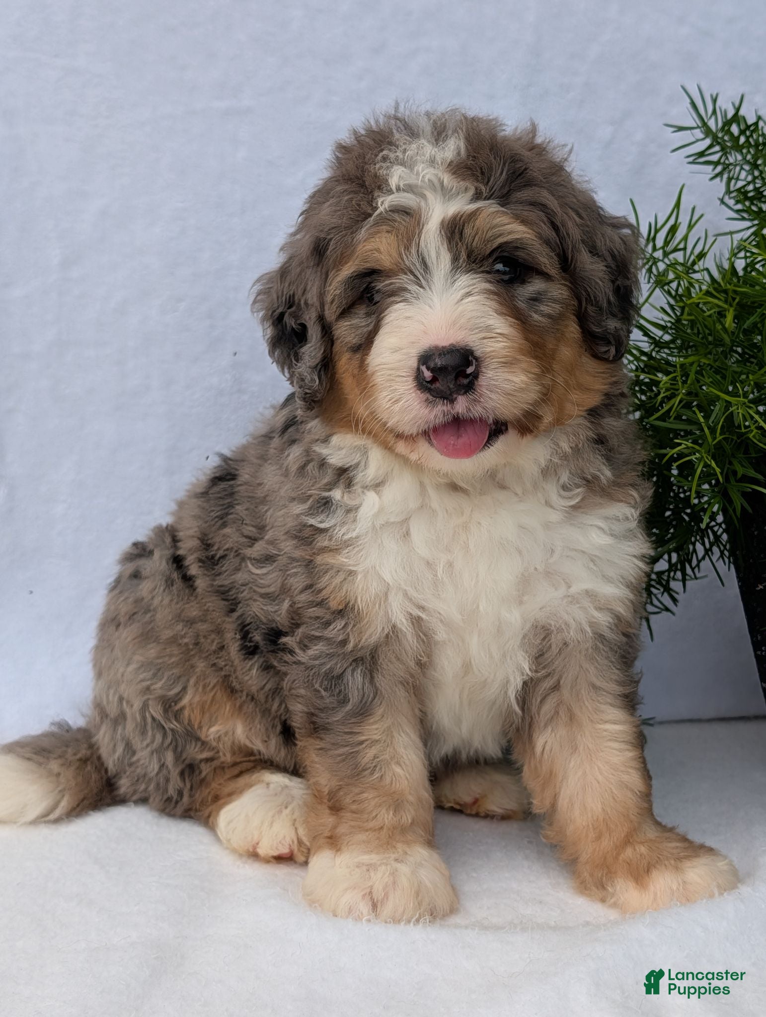 Mini Bernedoodle dogs Mini Baker  - Ad 1