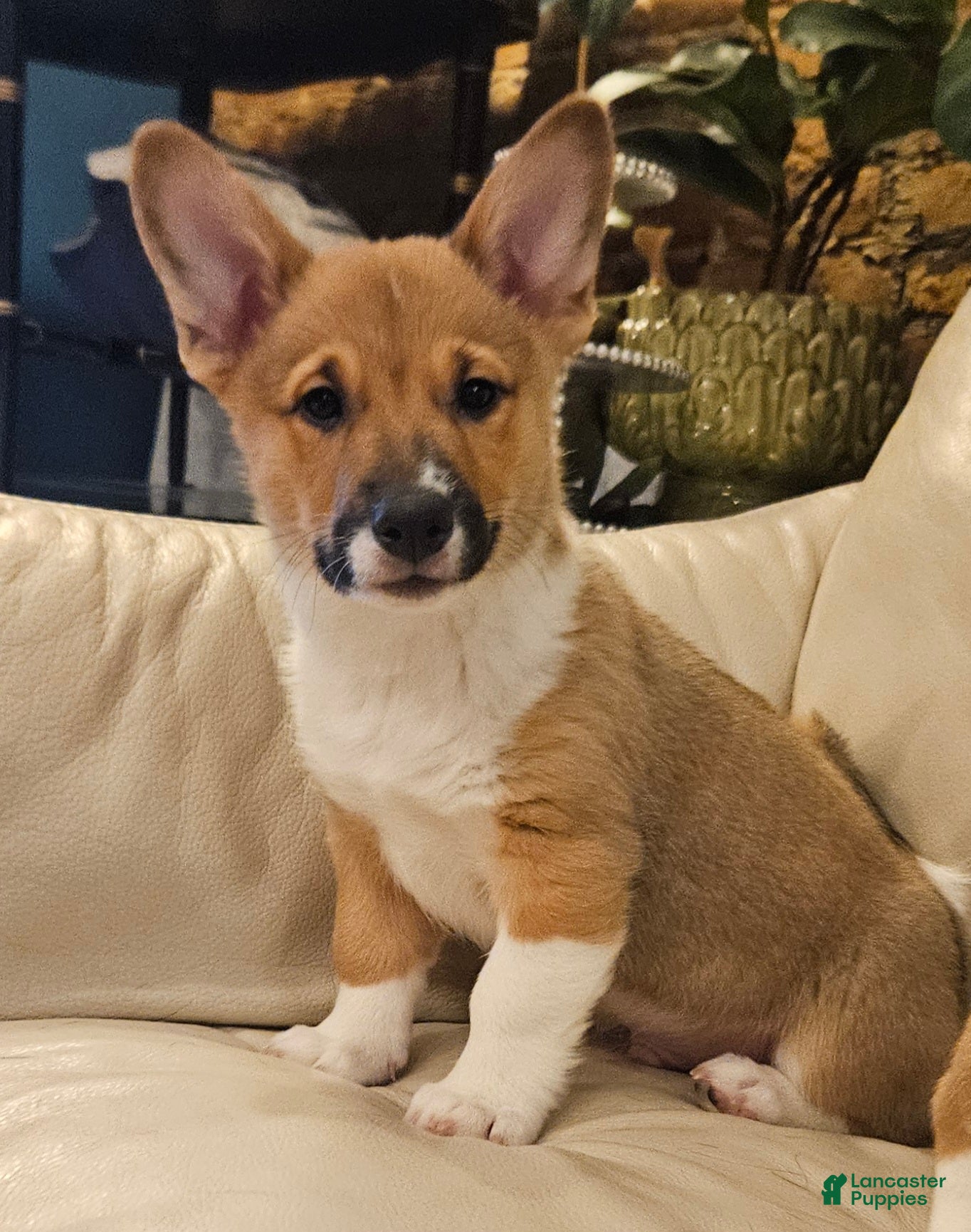 Mixed Breed dogs Rocky Balboa - Ad 1