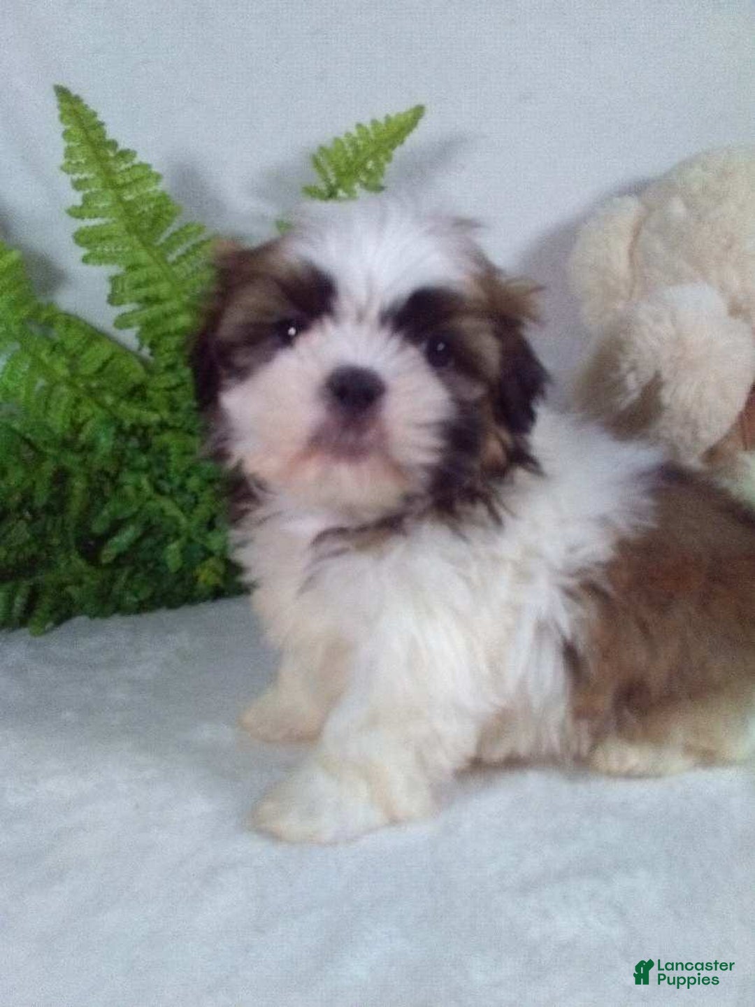 Shih Tzu dogs for sale: Chewy - Ad 4