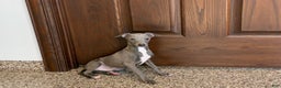 Italian Greyhound dogs for sale: Norm - Ad 4