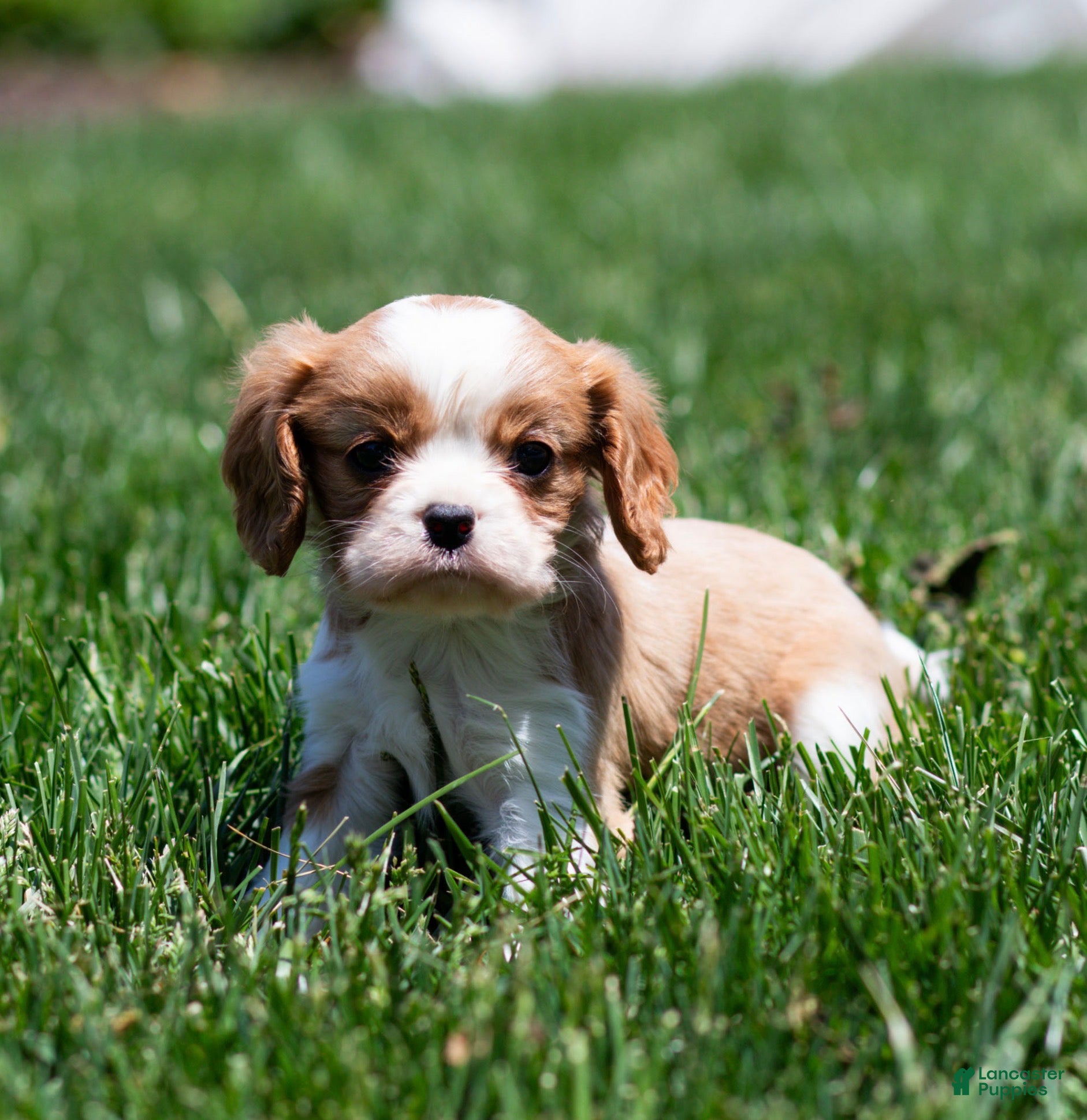 Cavalier King Charles Spaniel dogs Allen Cavalier King Charles Spaniel Puppy  - Ad 1