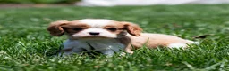 Cavalier King Charles Spaniel dogs for sale: Allen Cavalier King Charles Spaniel Puppy  - Ad 11