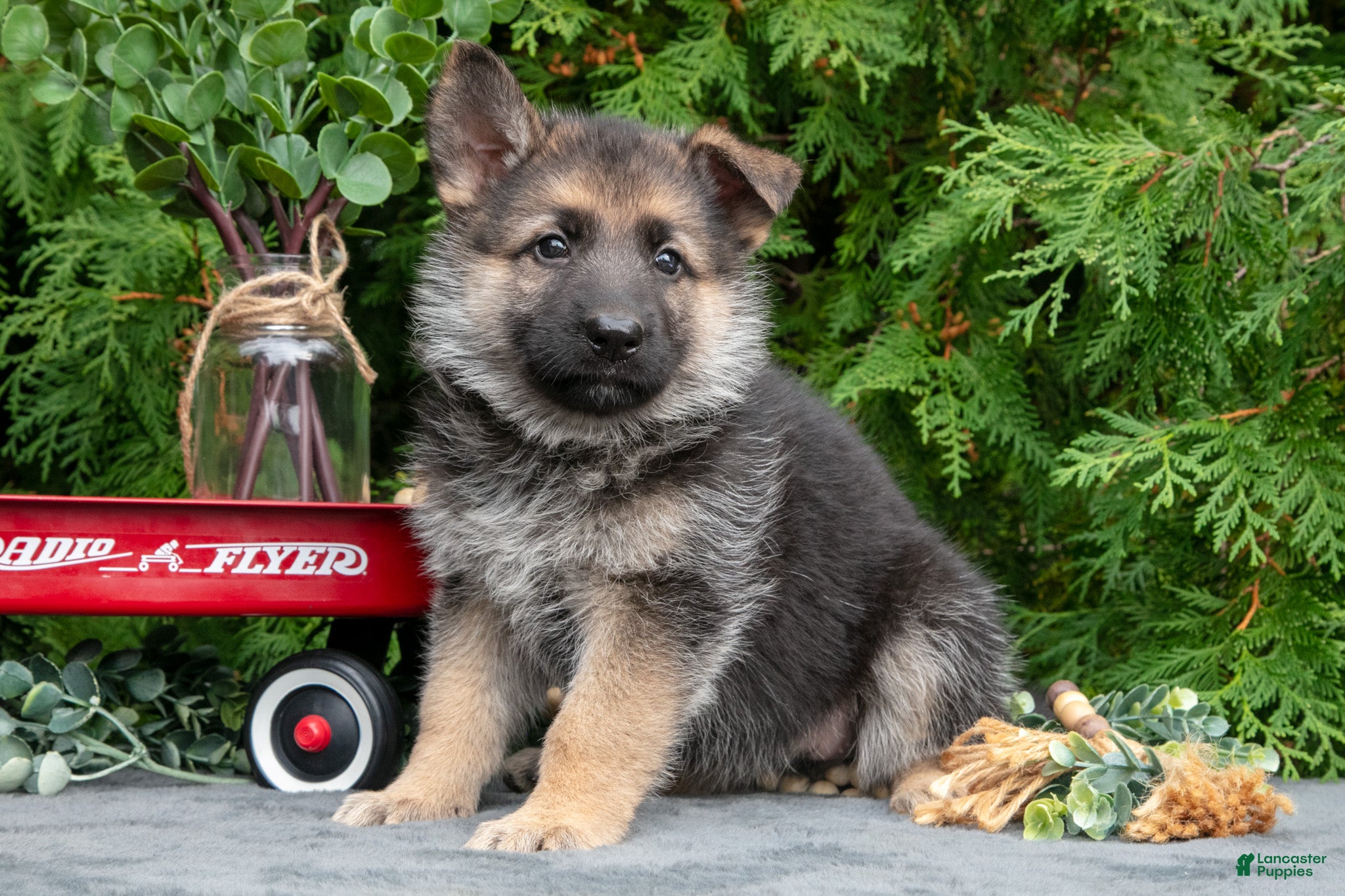 Veruca (German Shepherd, Female) in Bremen, IN