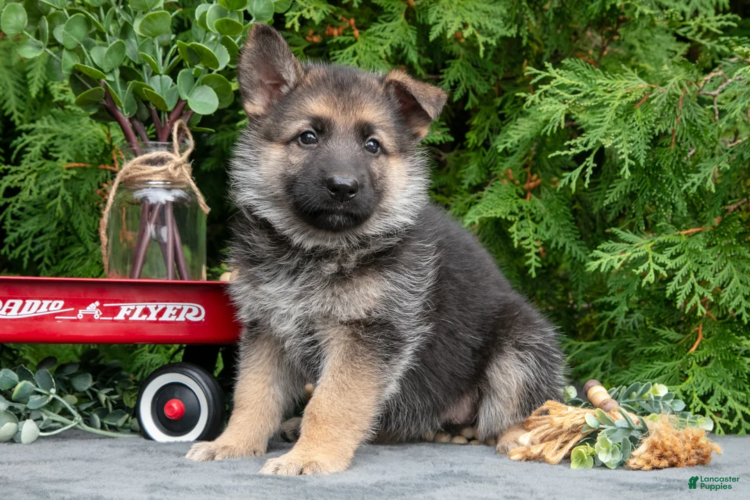 German Shepherd dogs for sale: Veruca - Ad 1