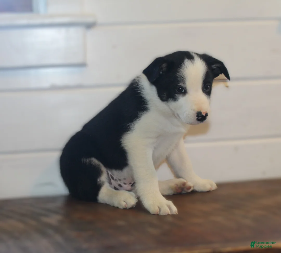 Border Collie dogs for sale: Patrik - Ad 2